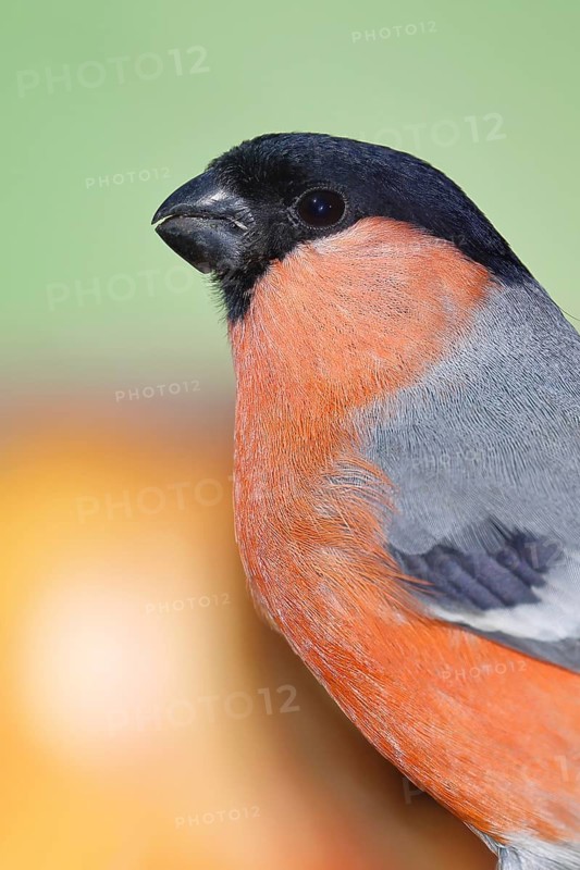 Bullfinch (Pyrrhula pyrrhula), male, animal portrait, Wilnsdorf, North Rhine-Westphalia, Germany