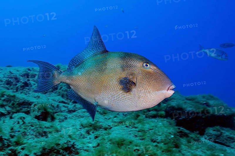 Grey triggerfish (Balistes capriscus), Eastern Atlantic, Canary Islands, Spain