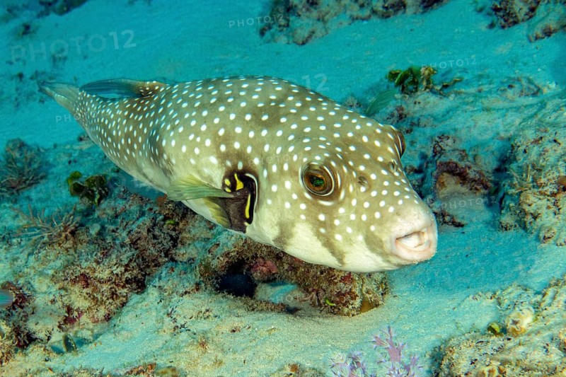 White-spotted pufferfish (Arothron hispidus) swimming on the seabed with coral rock, Red Sea, Hurghada, Safaga, Egypt