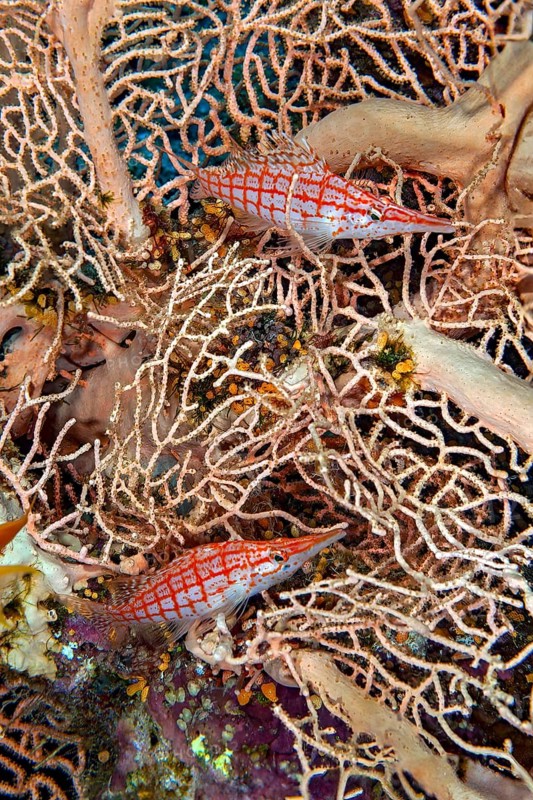 Underwater photo close-up pair of two longnose hawkfish (Oxycirrhites typus) sitting in fan coral (Annella mollis) synonym (Subergorgia mollis) horn coral, Red Sea, Dahab, Sinai, Egypt
