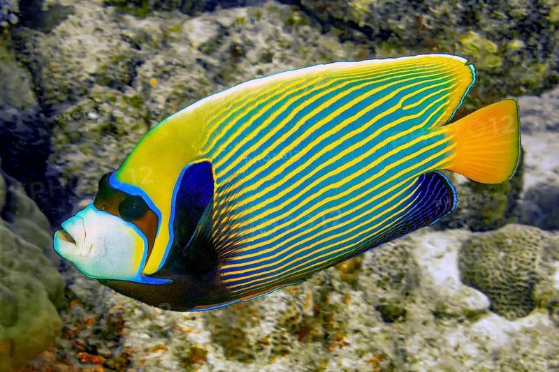 Underwater photo of Emperor Angelfish (Pomacanthus imperator) coral fish, Indian Ocean, Mauritius
