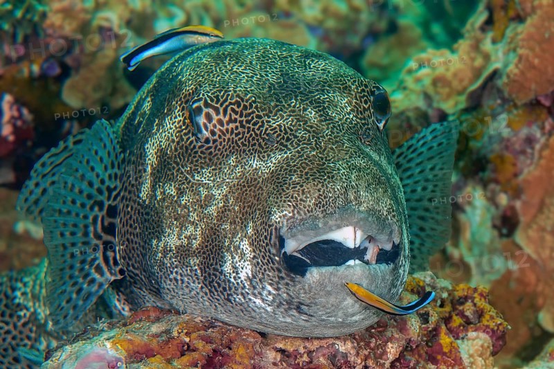 Underwater photo of symbiotic behaviour Symbiosis of giant pufferfish (Arothron stellatus) lying on stony coral (Scleractinia) and two cleaner wrasse (Labroides dimidiatus) Cleaner wrasse in open mouth, Indo-Pacific