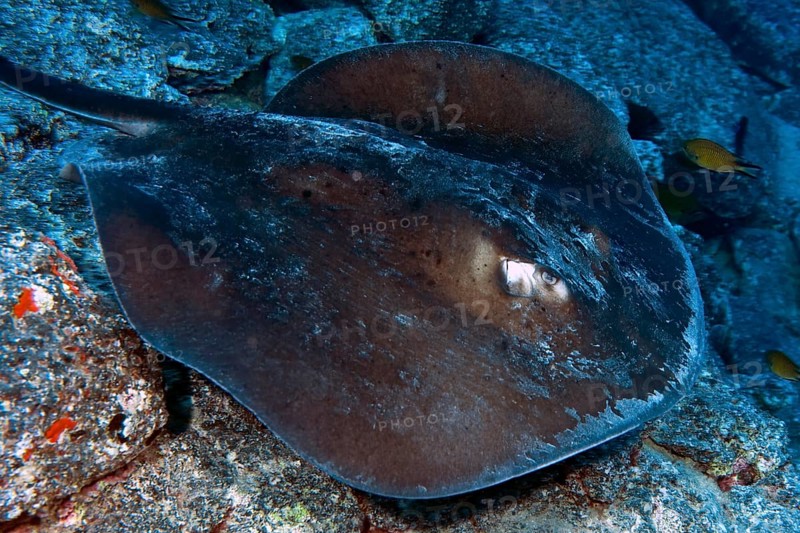 Underwater photo of round stingray (Taeniura grabata) Stingray swimming across seabed past viewer, East Atlantic Ocean, Fuerteventura, Canary Islands, Spain