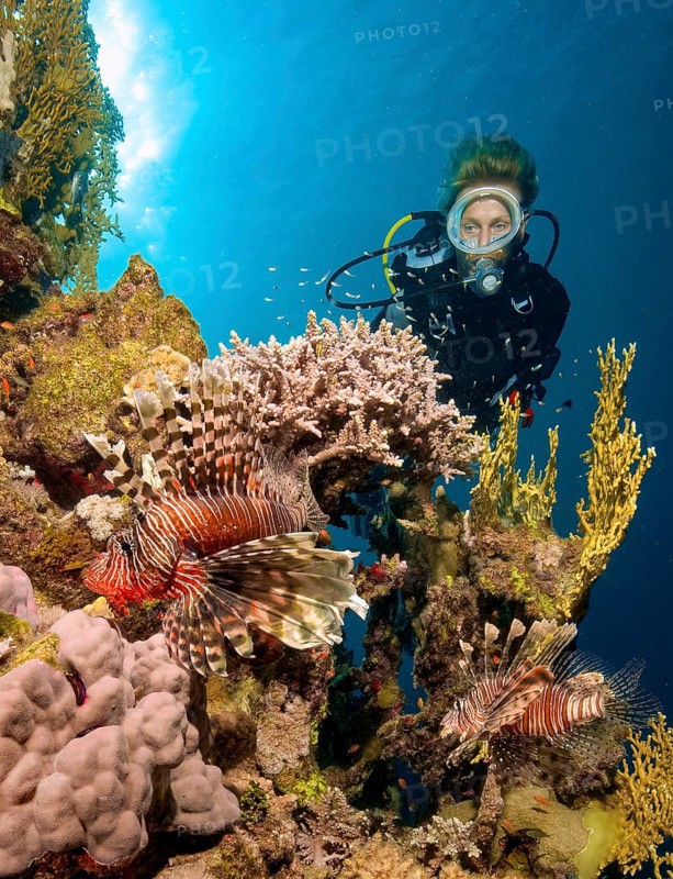 Underwater photo of scuba diver diver swimming on reef wall drop off from tropical coral reef reef building hard corals stony corals (Scleractinia) staghorn corals (Acropora) fire corals (Millepora), looking at two lionfish (Pterois milses) in the foreground with raised spread fins poisonous spines, Red Sea, Soma Bay, Safaga, Egypt