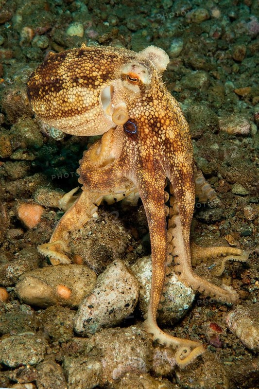 Underwater photo of poisonous small mototi octopus (Amphioctopus mototi), with blue ring on each side under head, poisonous. dangerous marine animal, Octopod, Cephalopod, Pacific, Dauin, Dumaguete, Negros Oriental, Negros, Visayas, Philippines