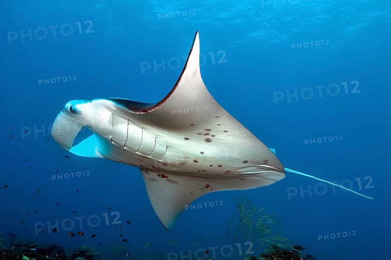 Underwater photo of large winged ray (Manta birostris) giant ray popular name devil ray swims through coral atoll over coral reef into blue sea water, Indian Ocean, Maldives