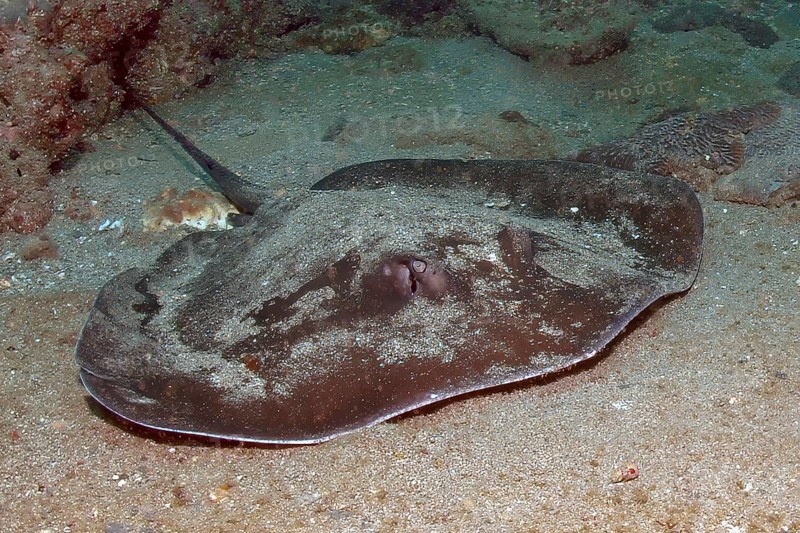 Underwater photo of round stingray (Taeniura grabata) Stingray swimming across seabed past viewer, East Atlantic Ocean, Fuerteventura, Canary Islands, Spain