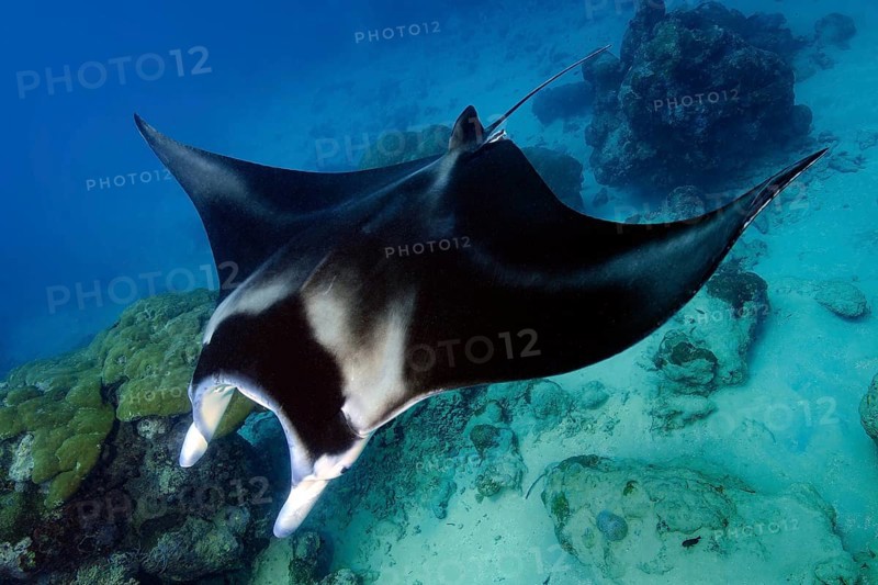 Underwater photo of coastal reef manta ray (Mobula alfredi) synonym ray common name devil ray swims over tropical coral reef of reef-building hard corals (Scleractinia) stony corals, tropical seas, Pacific, Yap Island, Yap State, Caroline Islands, FSM, Federated States of Micronesia, Australia, Oceania