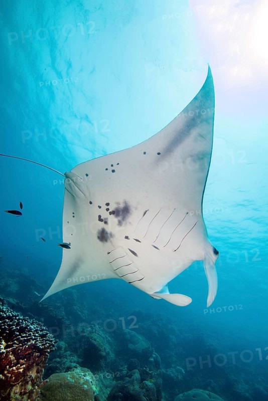 Underwater photo Backlit photograph of reef manta ray (Mobula alfredi) living close to shore Synonym ray common name Devil ray swims above cleaning station in shallow tropical coral reef with reef-building hard corals (Scleractinia) Stony corals, tropical seas, Pacific, Yap Island, Yap State, Caroline Islands, FSM, Federated States of Micronesia, Australia, Oceania