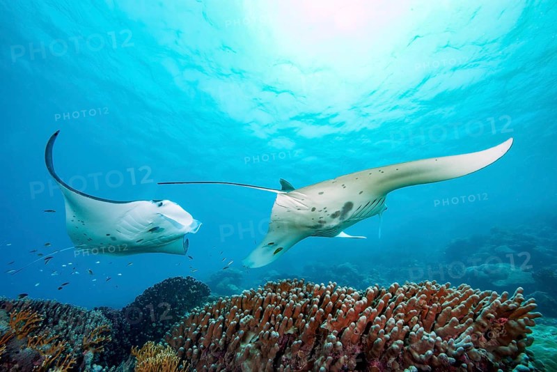 Underwater photo of two specimens of reef manta rays (Mobula alfredi) living close to shore Synonym reef manta ray common name devil ray swimming circling over cleaning station in shallow tropical coral reef with reef-building hard corals (Scleractinia) stony corals, tropical seas, Pacific, Yap Island, Yap State, Caroline Islands, FSM, Federated States of Micronesia, Australia, Oceania