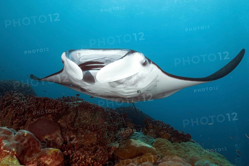 Underwater photo of coastal reef manta ray (Mobula alfredi) synonym ray common name devil ray swims over cleaning station in shallow tropical coral reef with reef-building hard corals (Scleractinia) stony corals, tropical seas, Pacific, Yap Island, Yap State, Caroline Islands, FSM, Federated States of Micronesia, Australia, Oceania