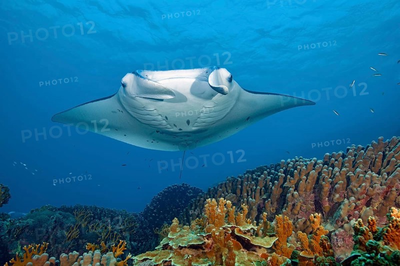 Underwater photo of nearshore reef manta ray (Mobula alfredi) synonym common name devil ray swims over cleaning station in shallow tropical coral reef with reef-building hard corals (Scleractinia) stony corals, tropical seas, Pacific, Yap Island, Yap State, Caroline Islands, FSM, Federated States of Micronesia, Australia, Oceania