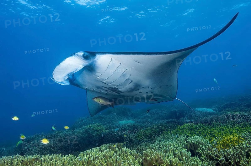 Underwater photo of coastal reef manta ray (Mobula alfredi) synonym ray common name devil ray swims over cleaning station in shallow tropical coral reef with reef-building hard corals (Scleractinia) stony corals, tropical seas, Pacific, Yap Island, Yap State, Caroline Islands, FSM, Federated States of Micronesia, Australia, Oceania