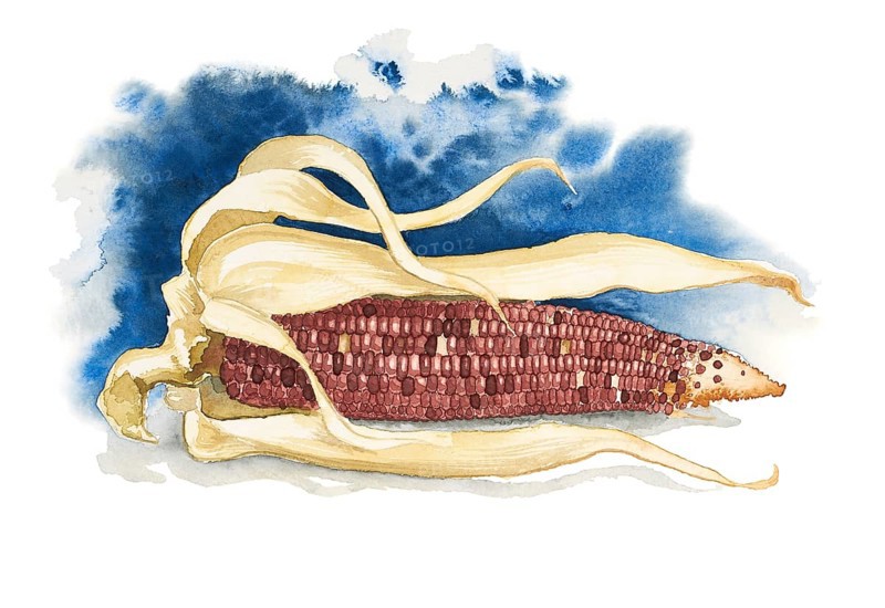 Watercolor painting showing a dry corncob in blue back