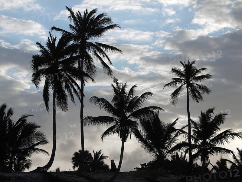 Evening sky with palm tree silhouettes at the Dominican Republic, a island of Hispanola wich is a part of the Greater Antilles archipelago in the Carribean region