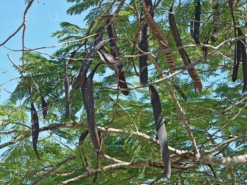Delonix regia tree with legume fruits at the Dominican Republic, a island of Hispanola wich is a part of the Greater Antilles archipelago in the Carribean region