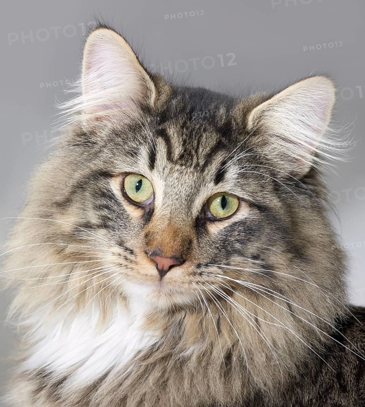 Portrait of a Norwegian Forest Cat