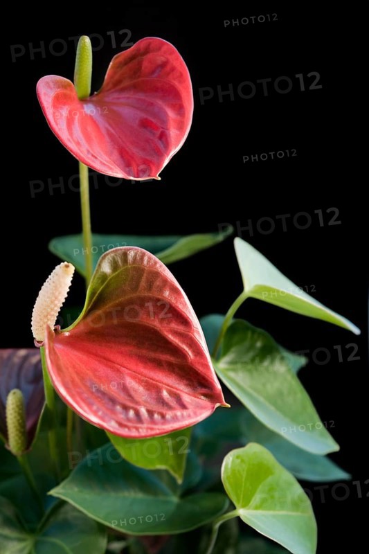 Detail of a red Flamingo Flower in black back