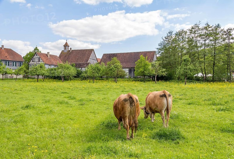 Two cows on a green meadow near a small idyllic village