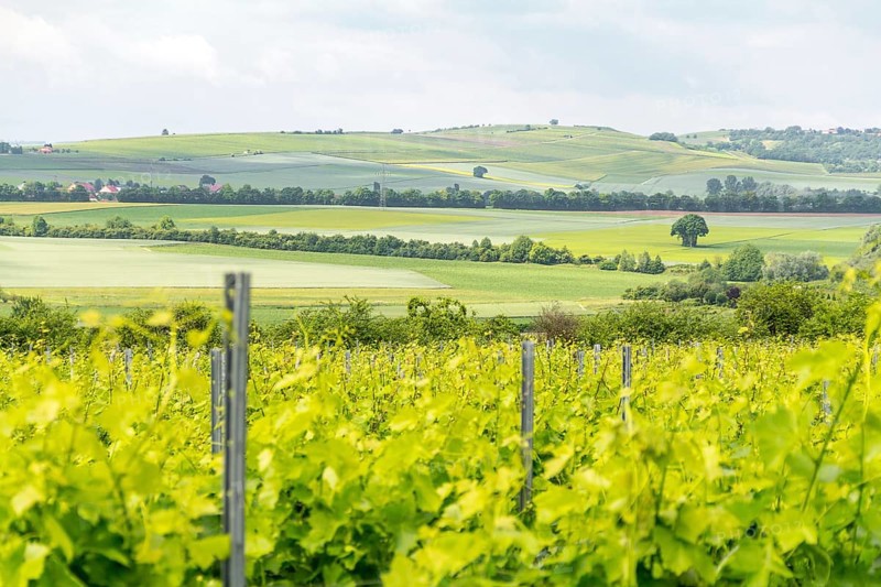 Winegrowing scenery around Loerzweiler in the Rhineland-Palatinate in Germany at spring time