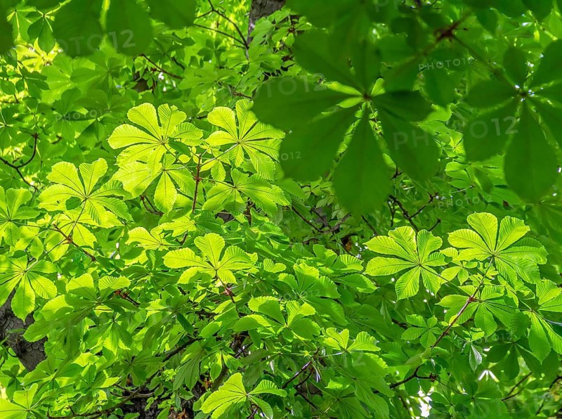 Full frame backdrop showing lots of sunny illuminated chestnut leaves