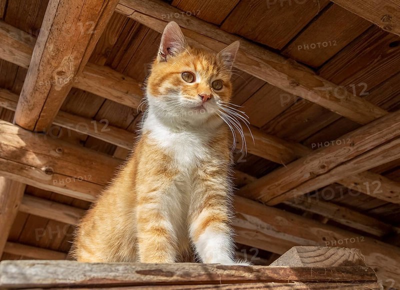 Low angle shot of a red kitten in woody ambiance
