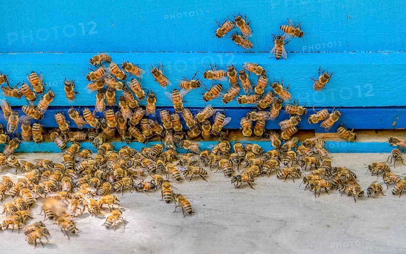 A beehive entrance with lots of bees