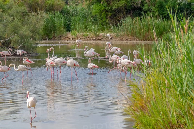 Riparian scenery including some flamingos around the Regional Nature Park of the Camargue in Southern France
