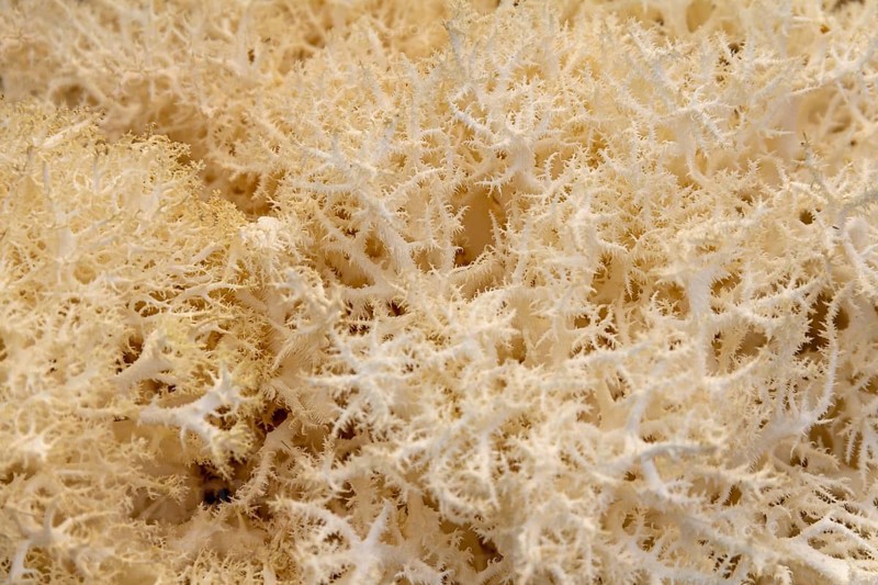 Full frame abstract Hericium mushroom closeup