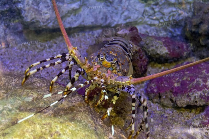 Colorful spiny lobster in natural underwater ambiance