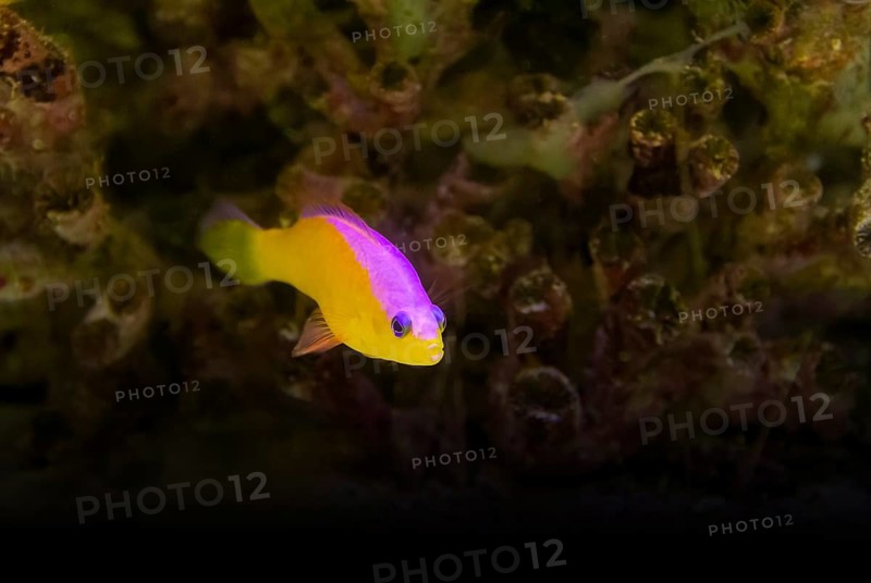 Purple-top dottyback fish in natural coral reef ambiance