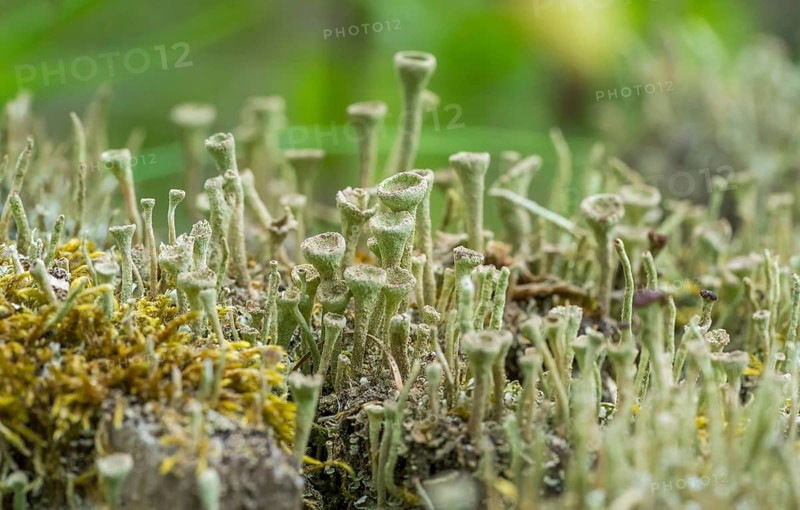 Low angle macro shot showing a dense cup lichen vegetation