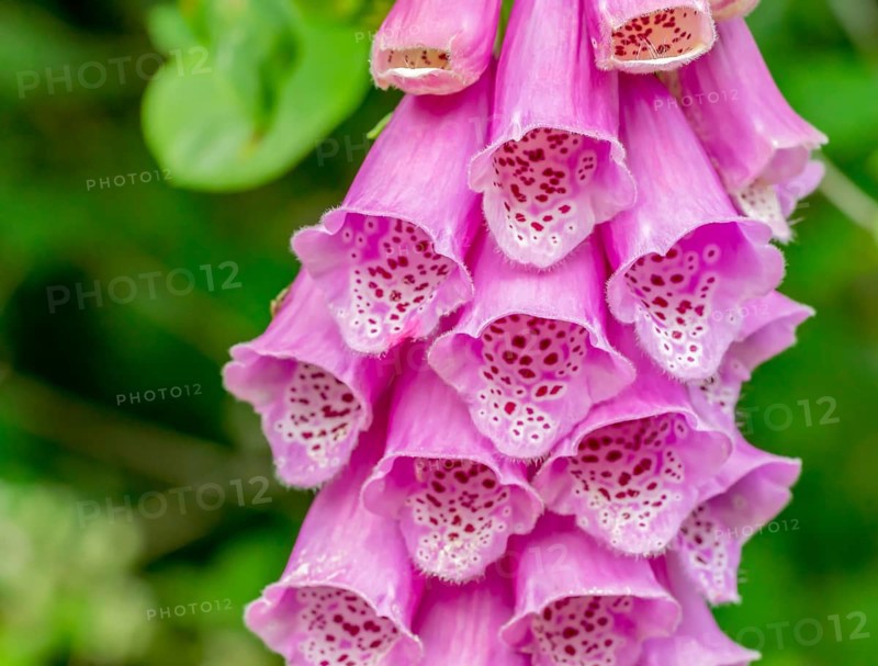 Closeup shot of common foxglove flowers in natural vegetation ambiance