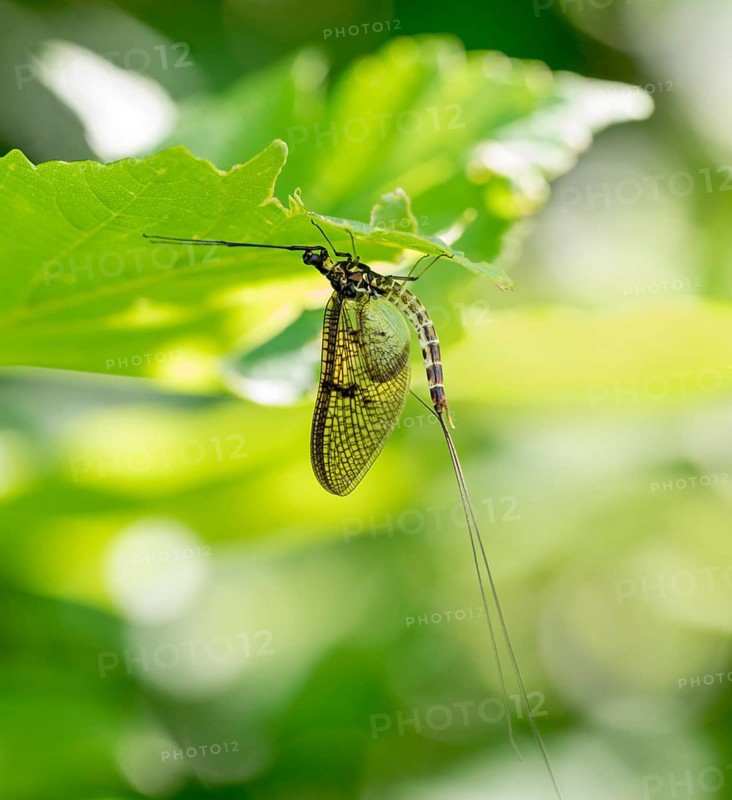 Mayfly on green leaf in sunny ambiance