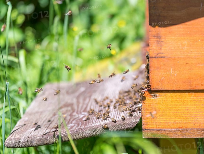 Entrance of a beehive with lots of bees in sunny ambiance