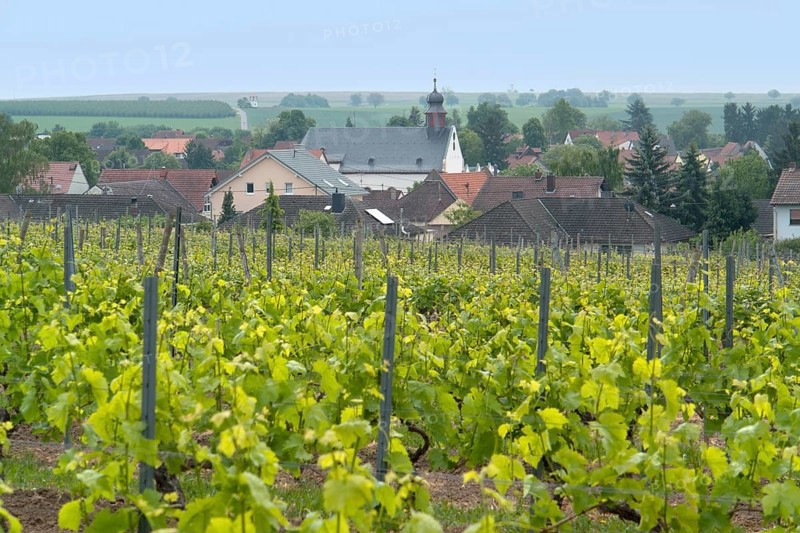 Idyllic scenery at the wine region Rheinhessen around Loerzweiler in the Rhineland-Palatinate in Germany