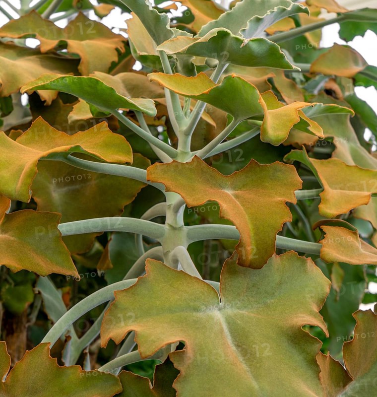 Detail shot of some felt bush leaves
