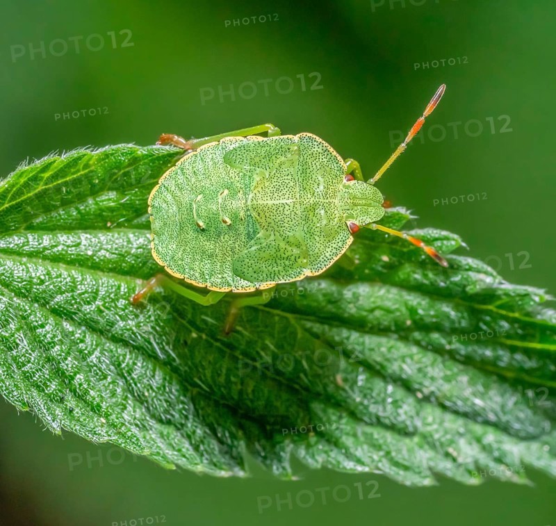 Macro shot showing the nymph of a Green shield bug resting on a nettle leaf