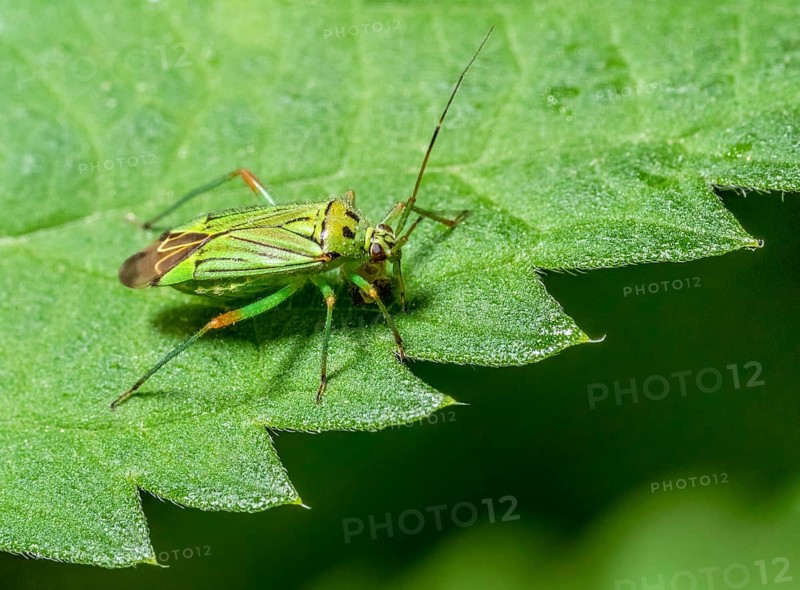 Low angle macro shot of a potato capsid at the edge of a green leaf