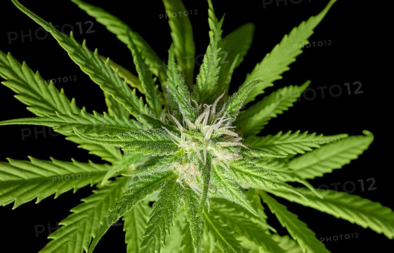 Flowering fresh green cannabis plant closeup in black back
