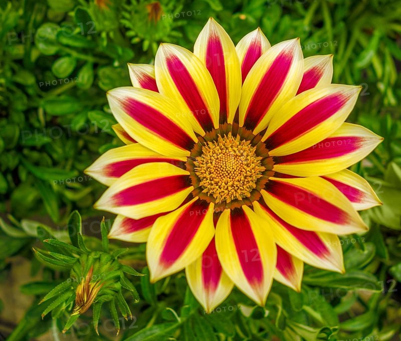 Red and yellow bicolor flower hewad closeup seen from above