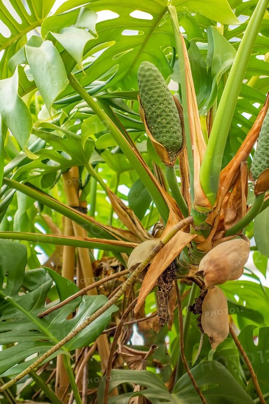 Monstera deliciosa plant closeup including fruit bodies