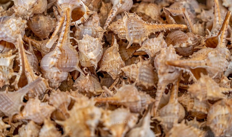 Full frame shot showing lots of spiky marine snail shells