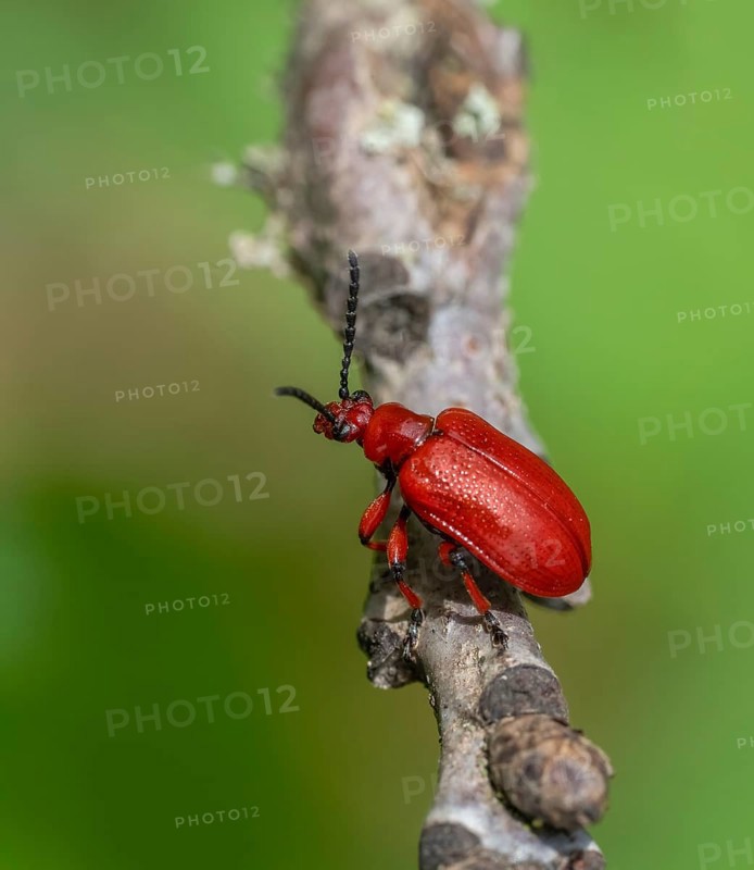 Onion beetle on a twig in green blurry ambiance