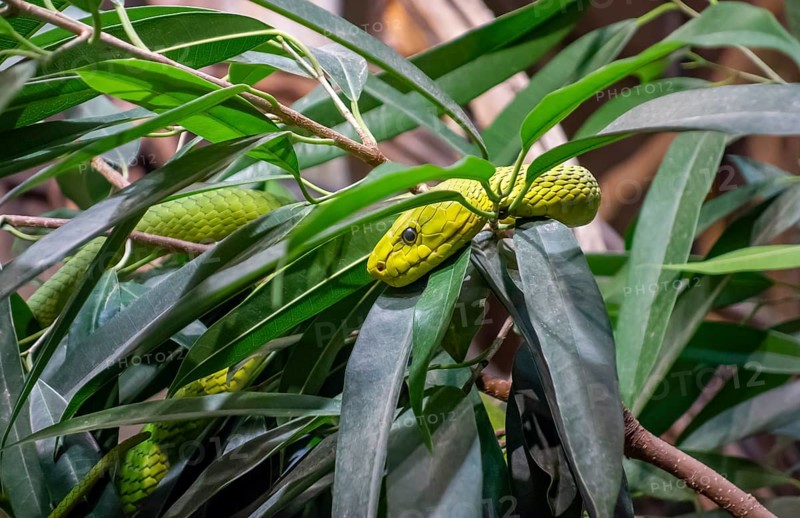 Western green mamba in green foliage ambiance