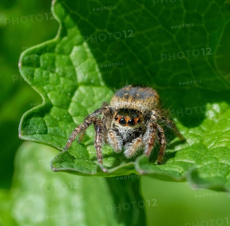 Frontal closeup shot of a jumping spider on a green leaf in sunny ambiance