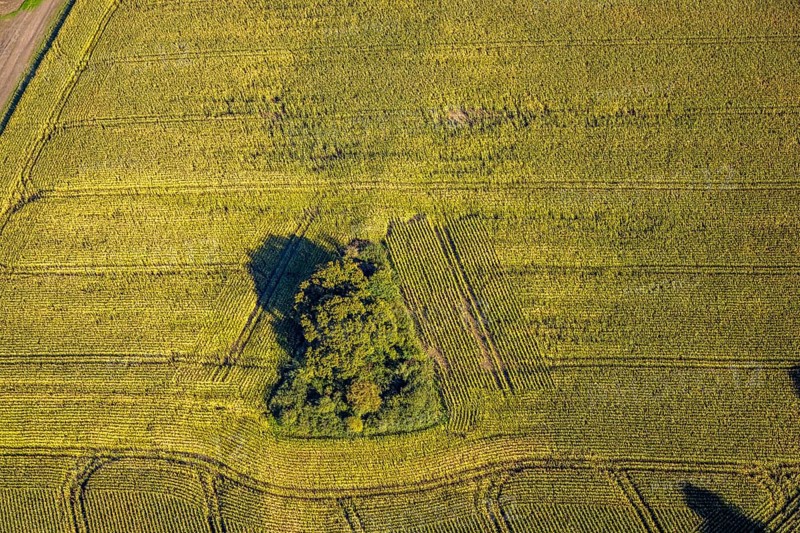 Aerial view, triangular group of trees in a field on Lünener Straße, field, field, group of trees, agriculture, Weddinghofen, Bergkamen, Ruhr area, North Rhine-Westphalia, Germany, agriculture, trees, plan view, area, geography, geometry, land use, landscape, nature, perspective, region, settlement area, summer, urban planning, street, structure, topography, environment, environment, vegetation, forest, triangular group of trees, European, rural