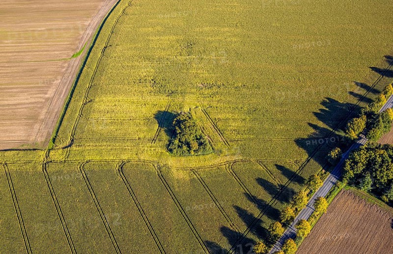 Aerial view, triangular group of trees in a field on Lünener Straße, field, field, group of trees, agriculture, Weddinghofen, Bergkamen, Ruhr area, North Rhine-Westphalia, Germany, agriculture, trees, plan view, area, geography, geometry, land use, landscape, nature, perspective, region, settlement area, summer, urban planning, road, structure, topography, environment, forest, triangular group of trees, European, rural, vegetation