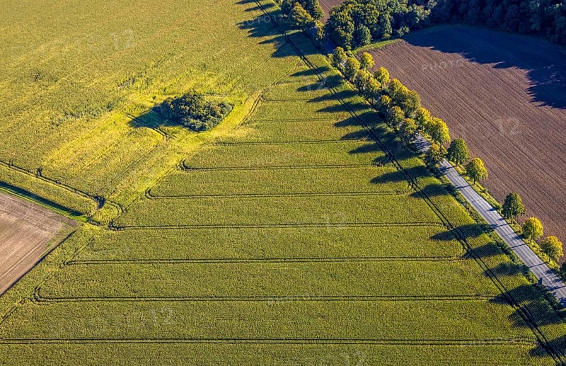 Aerial view, triangular group of trees in a field on Lünener Straße, field, field, group of trees, agriculture, Weddinghofen, Bergkamen, Ruhr area, North Rhine-Westphalia, Germany, agriculture, trees, plan view, area, geography, geometry, land use, landscape, nature, perspective, region, settlement area, summer, urban planning, street, structure, topography, environment, environment, vegetation, forest, triangular group of trees, European, rural