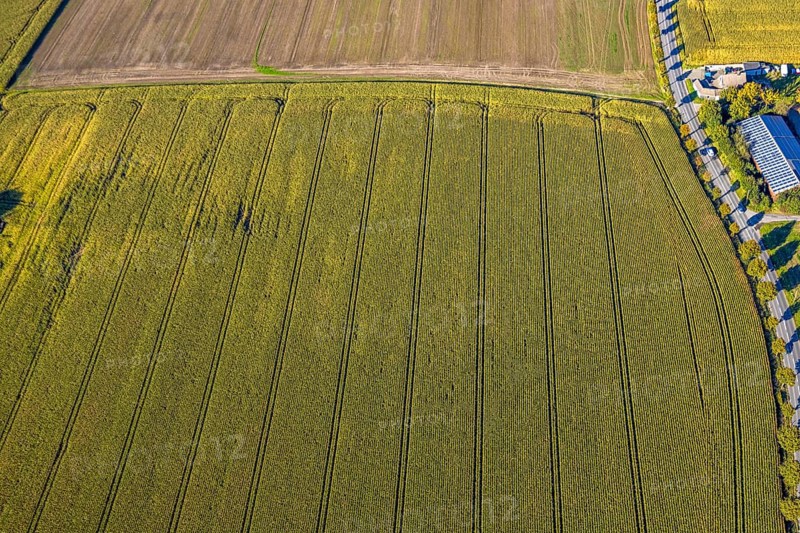 Aerial view, triangular group of trees in a field on Lünener Straße, field, field, group of trees, agriculture, Weddinghofen, Bergkamen, Ruhr area, North Rhine-Westphalia, Germany, agriculture, trees, plan view, area, geography, geometry, land use, landscape, nature, perspective, region, settlement area, summer, urban planning, road, structure, topography, environment, forest, triangular group of trees, European, rural, vegetation